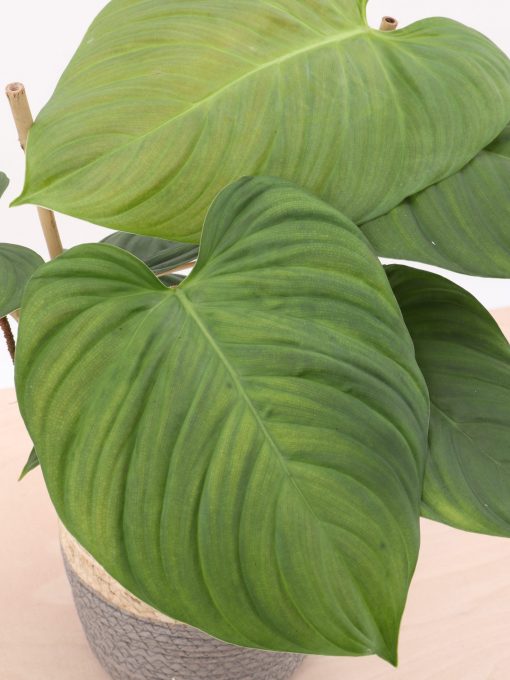 philodendron-fuzzy-petiole